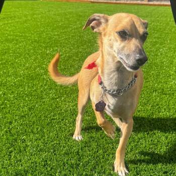 Benny -  Mixed Breed Dog for Adoption in Cheyenne, Wyoming - Benny | PetCurious