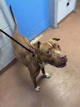 Rescue Mixed Breed Dogs for Adoption in West Chester, Pennsylvania - Minno | PetCurious