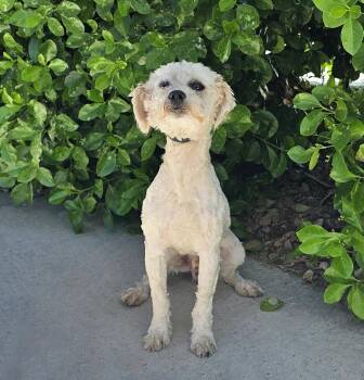 Poodle Dogs Available for Adoption - Lil Mr Cutie Pie Cylon ~ Yummy Toy Poodle ! | PetCurious
