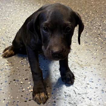 TUSC-Stray-85048_2_3 -  Hound and Labrador Retriever Dog for Adoption in Tuscaloosa, Alabama - TUSC-Stray-85048_2_3 | PetCurious
