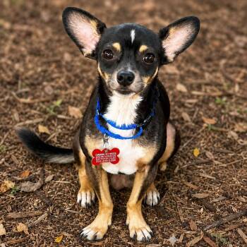 Willie -  Chihuahua and Mixed Breed Dog for Adoption in Boerne, Texas - Willie | PetCurious