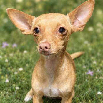 Gigi - The Precious Lil Girl -  Miniature Pinscher and Chihuahua Dog for Adoption in Florence, Oregon - Gigi - The Precious Lil Girl | PetCurious