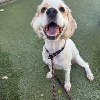 Kenny -  Spaniel and Mixed Breed Dog for Adoption in Vancouver, Washington - Kenny | PetCurious