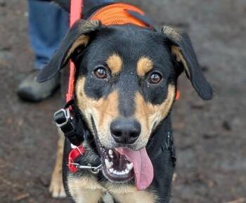 Mixed Breed Dogs Available for Adoption - Artie | PetCurious