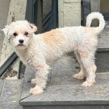 Lamby -  Havanese Dog for Adoption in Cincinnati, Ohio - Lamby | PetCurious