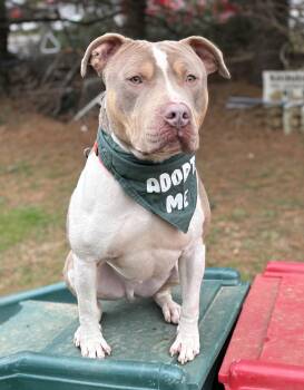 American Staffordshire Terrier Dogs Available for Adoption - Frankie | PetCurious