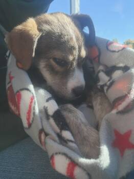 Rescue Shepherd and Border Collie Dogs for Adoption in Riverton, Wyoming - Travis (aka Tazy Bear) | PetCurious