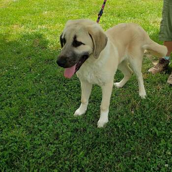 Anatolian Shepherd and Great Pyrenees Dogs Available for Adoption in Maynardville, Tennessee - Lily | PetCurious