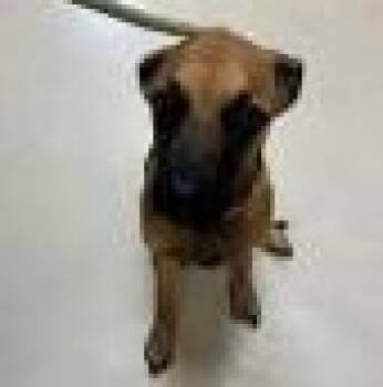 Laika -  Belgian Shepherd Malinois Dog Available for Adoption in St. Augustine, Florida - Laika | PetCurious
