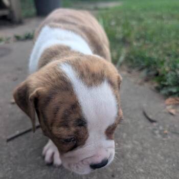 Sora -  American Bulldog Dog for Adoption in Pittsburg, Kansas - Sora | PetCurious