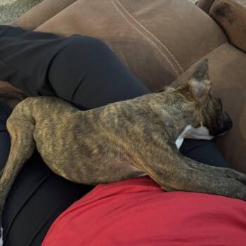 Mixed Breed Dogs Available for Adoption in Dickinson, Texas - Sampson | PetCurious