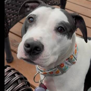 Rescue Pit Bull Terrier Dogs for Adoption in Chicago, Illinois - Davie | PetCurious