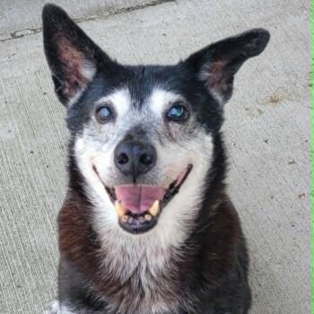 Bella, Sweet Senior Girl -  Shepherd and Labrador Retriever Dog for Adoption in Meriden, Connecticut - Bella, Sweet Senior Girl | PetCurious