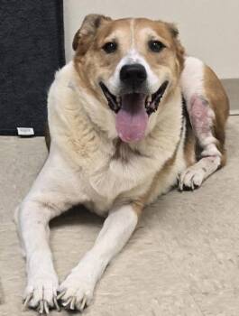 Bella -  Mixed Breed Dog for Adoption in Hamilton, Ohio - Bella | PetCurious