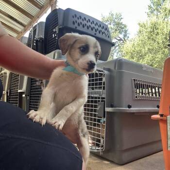 Klondike P4 -  Mixed Breed Dog for Adoption in Leander, Texas - Klondike P4 | PetCurious