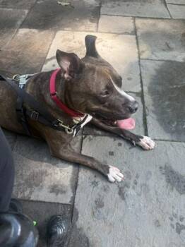 Melo -  Mixed Breed Dog for Adoption - Melo | PetCurious
