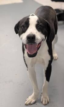 Mixed Breed Dogs Available for Adoption in Kingsland, Georgia - Swaye | PetCurious