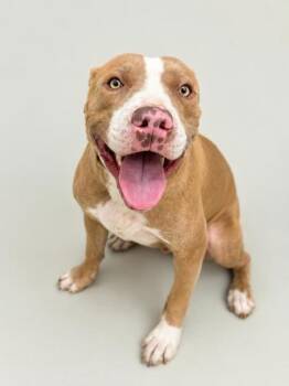Matrin -  Terrier Dog for Adoption in Gulfport, Mississippi - Matrin | PetCurious