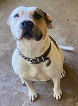 Skye -  Pit Bull Terrier and Mixed Breed Dog for Adoption in Atlanta, Georgia - Skye | PetCurious