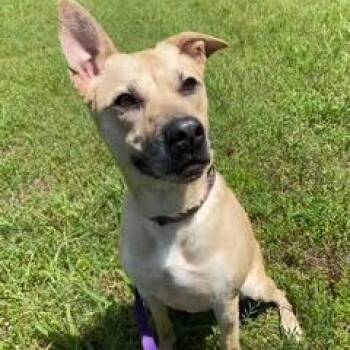 CHLOE -  Carolina Dog Dog for Adoption in Chicopee, Massachusetts - CHLOE | PetCurious