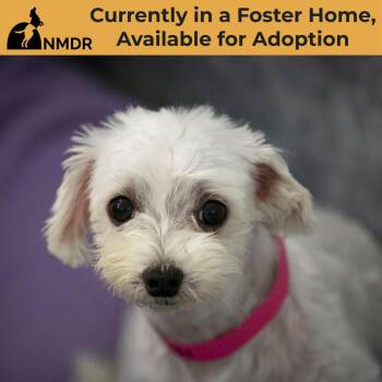 Angel MY26-146 -  Maltese Dog for Adoption in Peyton, Colorado - Angel MY26-146 | PetCurious