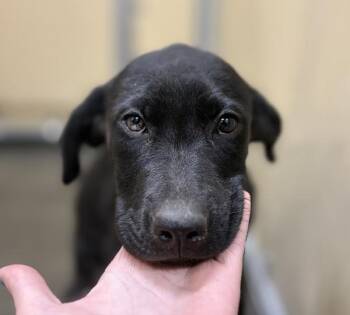 Comet -  Shepherd Dog for Adoption in Sioux City, Iowa - Comet | PetCurious