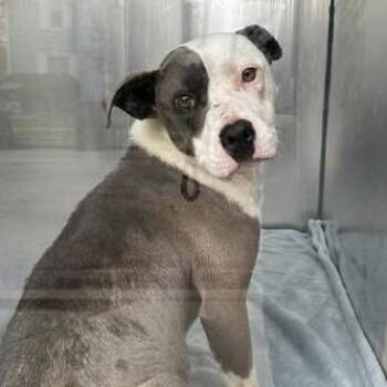 Pit Bull Terrier Dogs Available for Adoption in Bristol, Indiana - Maggie | PetCurious