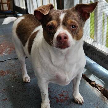 Abby -  Chihuahua and Mixed Breed Dog for Adoption in Columbus, Georgia - Abby | PetCurious