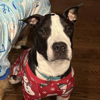 Mo -  American Staffordshire Terrier and Mixed Breed Dog for Adoption in New York, New York - Mo | PetCurious