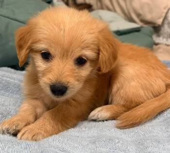 Goldie -  Dachshund and Yorkshire Terrier Dog for Adoption in Grand Bay, Alabama - Goldie | PetCurious