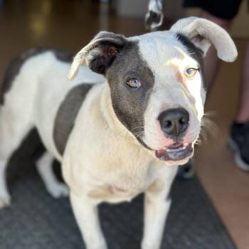 Pit Bull Terrier Dogs Available for Adoption in Fort Smith, Arkansas - Hank | PetCurious