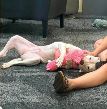 Penny -  Pit Bull Terrier Dog for Adoption in Rochester, New York - Penny | PetCurious
