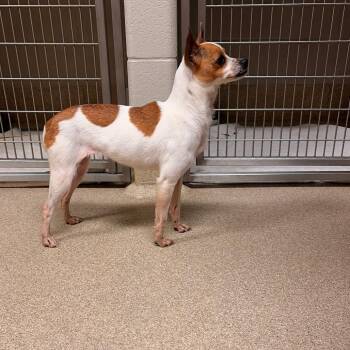 Emmeline -  Jack Russell Terrier and Chihuahua Dog for Adoption in Bristol, Indiana - Emmeline | PetCurious
