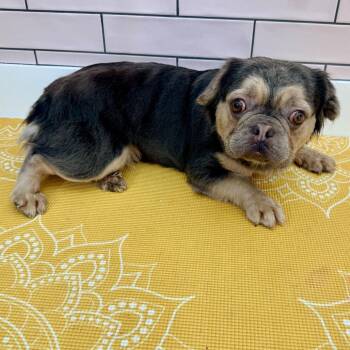 Pug and French Bulldog Dogs Available for Adoption in San Francisco, California - Salt N Pepa 13995 | PetCurious