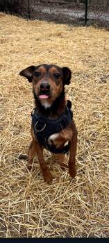 Terrier Dogs Available for Adoption - Cinnamon | PetCurious