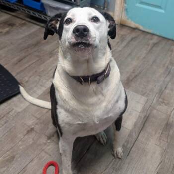 Terrier Dogs Available for Adoption in Jefferson City, Tennessee - Celine | PetCurious