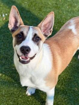 Rescue Mixed Breed Dogs for Adoption in Carrollton, Texas - Lilo | PetCurious