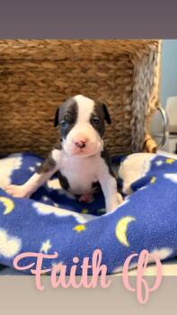 Faith - Hope -  American Bulldog Dog for Adoption in Lakeland, Florida - Faith - Hope | PetCurious