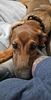 Rescue Doberman Pinscher Dogs for Adoption in Wantagh, New York - Brownie | PetCurious