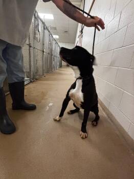 Baloo -  Pit Bull Terrier Dog for Adoption in Lima, Ohio - Baloo | PetCurious