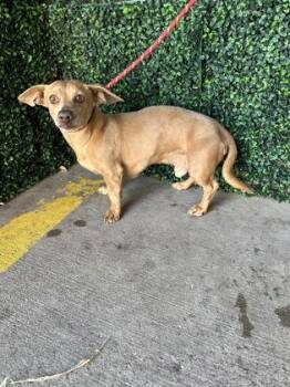 Huestis -  Dachshund and Chihuahua Dog for Adoption in El Paso, Texas - Huestis | PetCurious