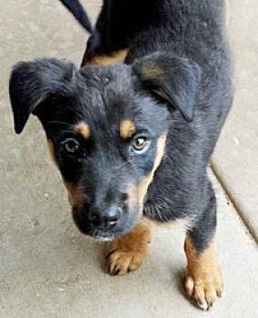 Rescue Australian Shepherd and Beauceron Dogs for Adoption in Poway, California - Dave | PetCurious