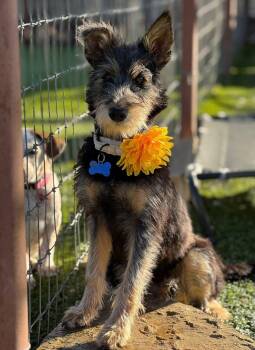 Rescue Terrier Dogs for Adoption in Fort Worth, Texas - Tessa | PetCurious