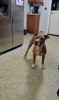 Jax -  Pit Bull Terrier and American Staffordshire Terrier Dog for Adoption in Carmel Hamlet, New York - Jax | PetCurious