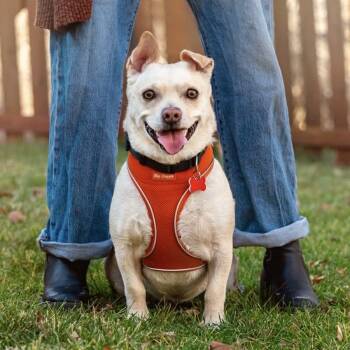 Rescue Corgi and Chihuahua Dogs for Adoption in Boulder, Colorado - Tater | PetCurious