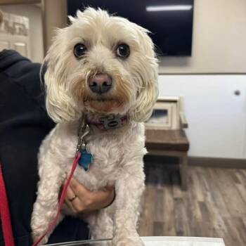 Maltese and Bichon Frise Dogs Available for Adoption - Shelby Louise | PetCurious