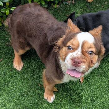 Emma 7829 -  French Bulldog Dog for Adoption in Loxahatchee Groves, Florida - Emma 7829 | PetCurious
