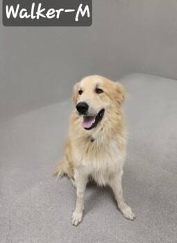 Great Pyrenees and Mixed Breed Dogs Available for Adoption in Albertville, Alabama - Walker | PetCurious