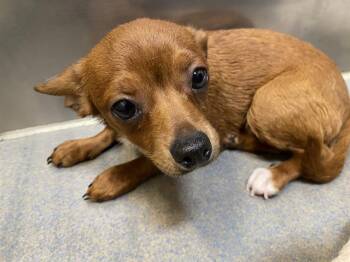 Chihuahua Dogs Available for Adoption in Modesto, California - A609852 | PetCurious