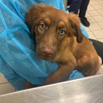 Lavender -  Mixed Breed Dog for Adoption in Charleston, West Virginia - Lavender | PetCurious
